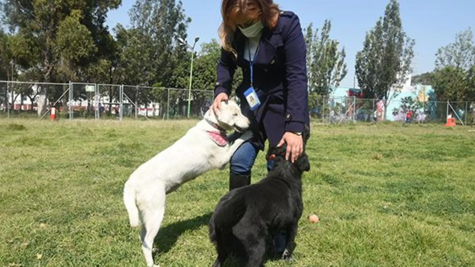 Improvisan albergue canino en la CEDA, piden sumarse a la adopción